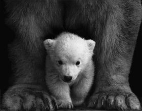 Grayscale Photo of a Polar Bear Cub