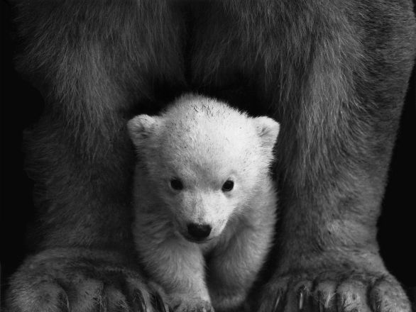 Grayscale Photo of a Polar Bear Cub