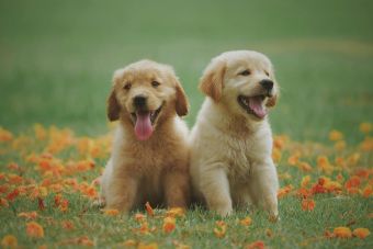 Adorable golden retriever puppies sitting in a field of flowers, enjoying a sunny day.