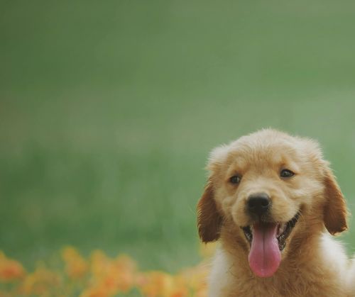 Adorable golden retriever puppies sitting in a field of flowers, enjoying a sunny day.